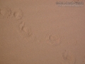 Porcupine Tracks