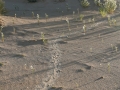 Porcupine Tracks