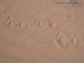 Porcupine Tracks