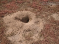 Prairie Dog Burrow