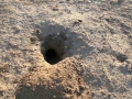 Prairie Dog Burrow