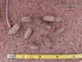 Prairie Dog Scat