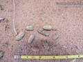 Prairie Dog Scat