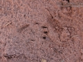 Prairie Dog Tracks