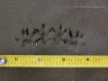 Rattus Sp. Tracks