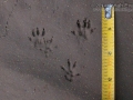 Rattus Sp. Tracks