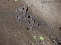 Rattus Sp. Tracks