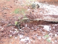 Red Squirrel Midden