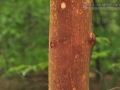 Red Squirrel Tree Tapping