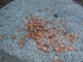 Red Squirrel Midden