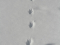 Red Squirrel Tracks