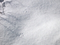 Red Squirrel Tracks