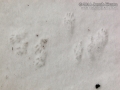 Red Squirrel Tracks