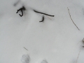 Red Squirrel Tracks