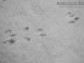 Red Squirrel Tracks