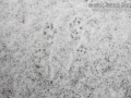 Red Squirrel Tracks