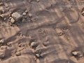 Rio Grande Ground Squirrel Tracks