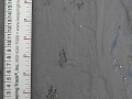 Rio Grande Ground Squirrel Tracks
