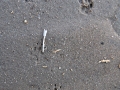Rio Grande Ground Squirrel Tracks