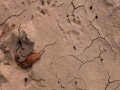 Rock Squirrel Tracks