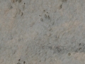 Rock Squirrel Tracks