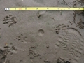 Rock Squirrel Tracks