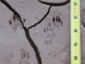 Rock Squirrel Tracks