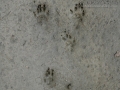 Rock Squirrel Tracks