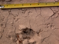 Rock Squirrel Tracks