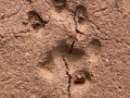 Rock Squirrel Tracks
