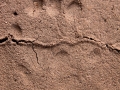 Rock Squirrel Tracks