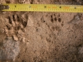 Rock Squirrel Tracks