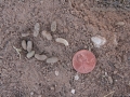 Spotted Ground Squirrel Scat