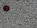 Spotted Ground Squirrel Tracks