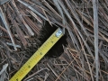 Vole Hole