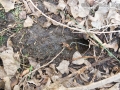 Vole Latrine