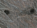 Vole Hole