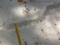 Vole Trail