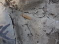 Vole Track
