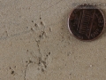 Vole Tracks