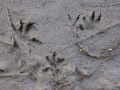Vole Tracks