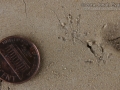 Vole Tracks