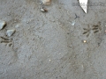 Vole Tracks
