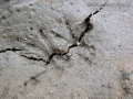 Vole Tracks