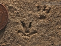Vole Tracks