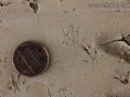 Vole Tracks