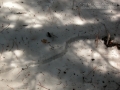Vole Trail