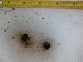 Western Gray Squirrel Scat