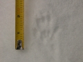 Western Gray Squirrel Tracks