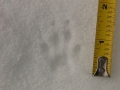 Western Gray Squirrel Tracks